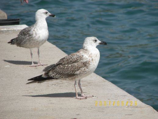 TISNO - sirlypr